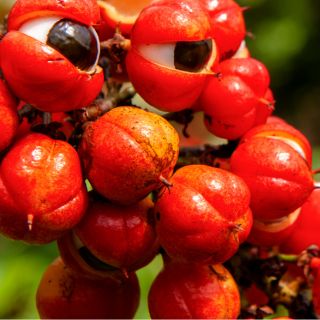 Guaranà
